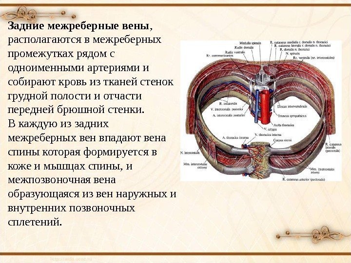 Задние межреберные вены ,  располагаются в межреберных промежутках рядом с одноименными артериями и