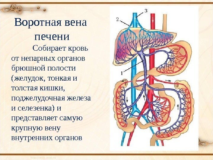 Воротная вена печени Собирает кровь от непарных органов брюшной полости (желудок, тонкая и толстая