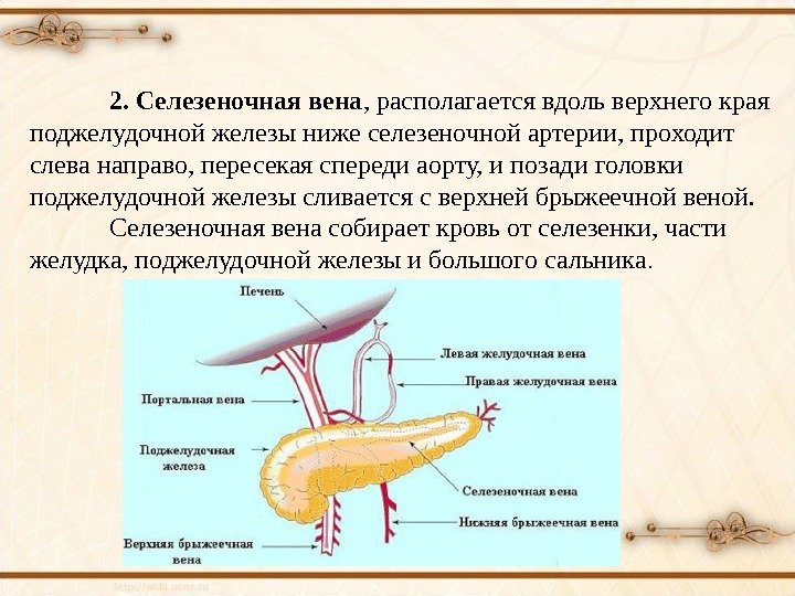 2. Селезеночная вена , располагается вдоль верхнего края поджелудочной железы ниже селезеночной артерии, проходит