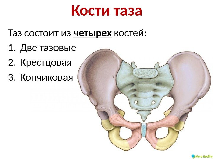 Кости таза Таз состоит из четырех костей: 1. Две тазовые 2. Крестцовая 3. Копчиковая