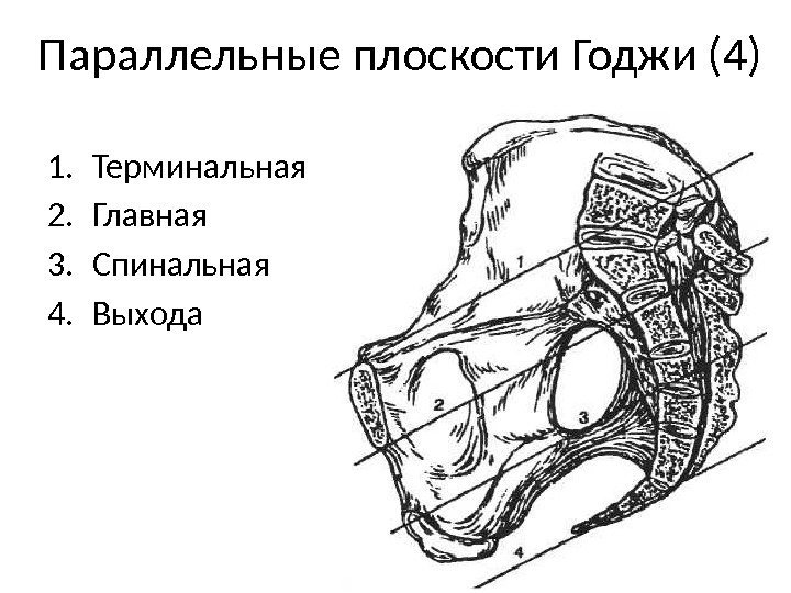 Параллельные плоскости Годжи (4) 1. Терминальная 2. Главная 3. Спинальная 4. Выхода 