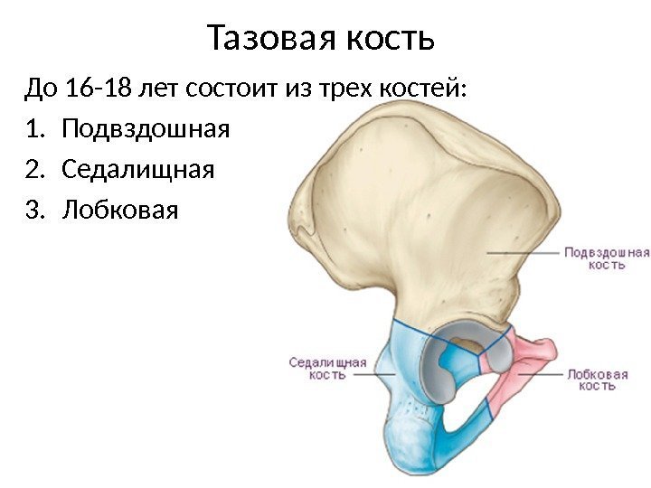 Тазовая кость До 16 -18 лет состоит из трех костей: 1. Подвздошная 2. Седалищная