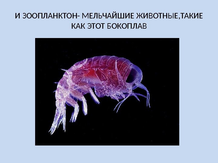 И ЗООПЛАНКТОН- МЕЛЬЧАЙШИЕ ЖИВОТНЫЕ, ТАКИЕ КАК ЭТОТ БОКОПЛАВ 