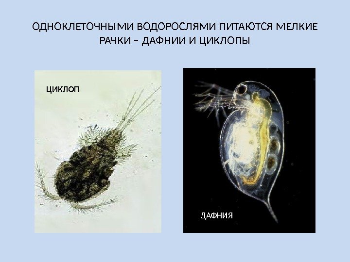 ОДНОКЛЕТОЧНЫМИ ВОДОРОСЛЯМИ ПИТАЮТСЯ МЕЛКИЕ РАЧКИ – ДАФНИИ И ЦИКЛОПЫ ЦИКЛОП ДАФНИЯ 