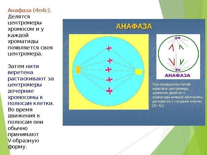 Анафаза (4 n 4 c ).  Делятся центромеры хромосом и у каждой хроматиды