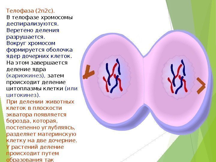 Телофаза (2 n 2 c ). В телофазе хромосомы деспирализуются. Веретено деления разрушается. Вокруг