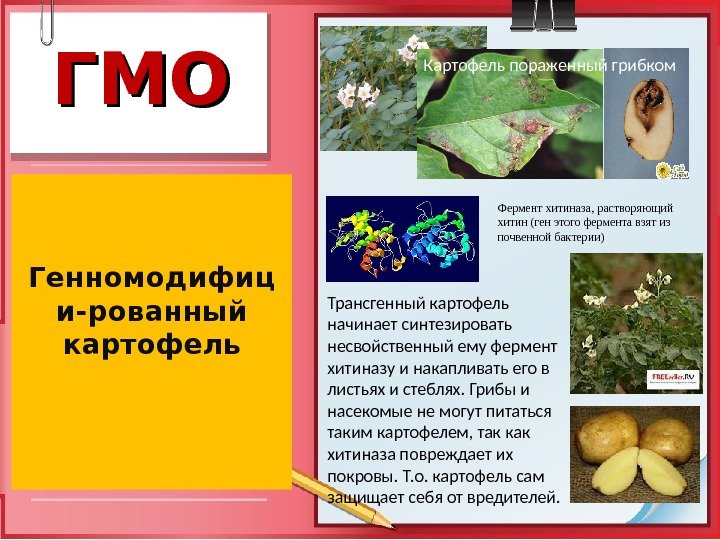 ГМОГМО Генномодифиц и-рованный картофель Картофель пораженный грибком Фермент хитиназа, растворяющий хитин (ген этого фермента