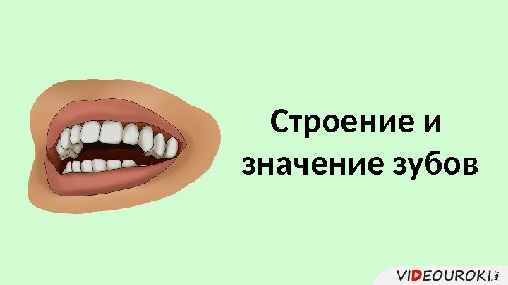 Строение и значение зубов 