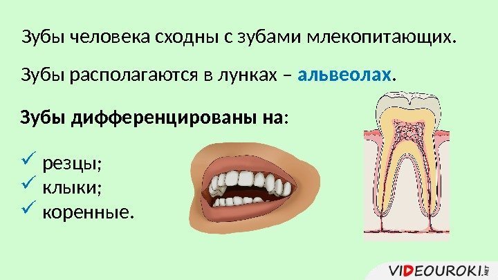 Зубы располагаются в лунках – альвеолах. Зубы дифференцированы на: резцы; клыки; коренные. Зубы человека