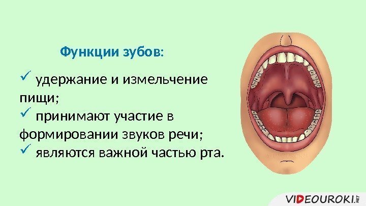 Функции зубов: удержание и измельчение пищи; принимают участие в формировании звуков речи; являются важной