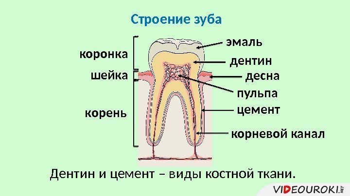 Строение зуба коронка шейка корень дентинэмаль десна цемент Дентин и цемент – виды костной