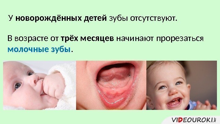 У новорождённых детей зубы отсутствуют. В возрасте от трёх месяцев начинают прорезаться молочные зубы.