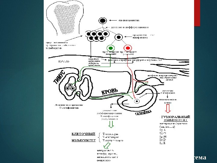 Рис. 2. Иммунная система  
