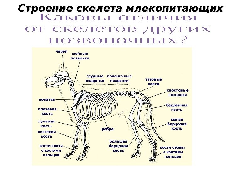 Строение скелета млекопитающих 