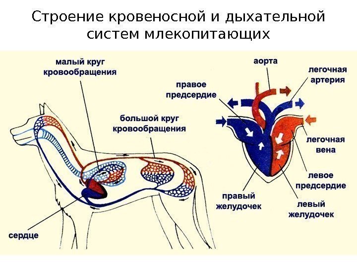 Строение кровеносной и дыхательной систем млекопитающих 