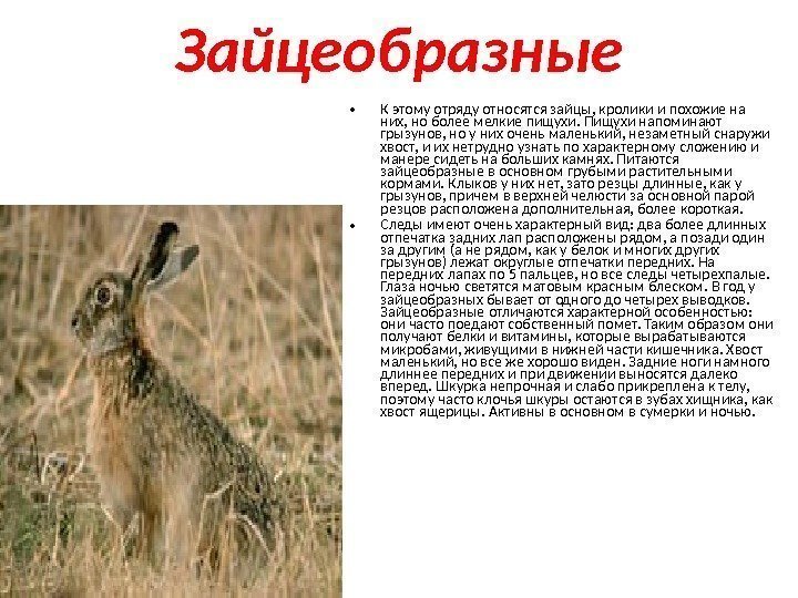 Зайцеобразные • К этому отряду относятся зайцы, кролики и похожие на них, но более