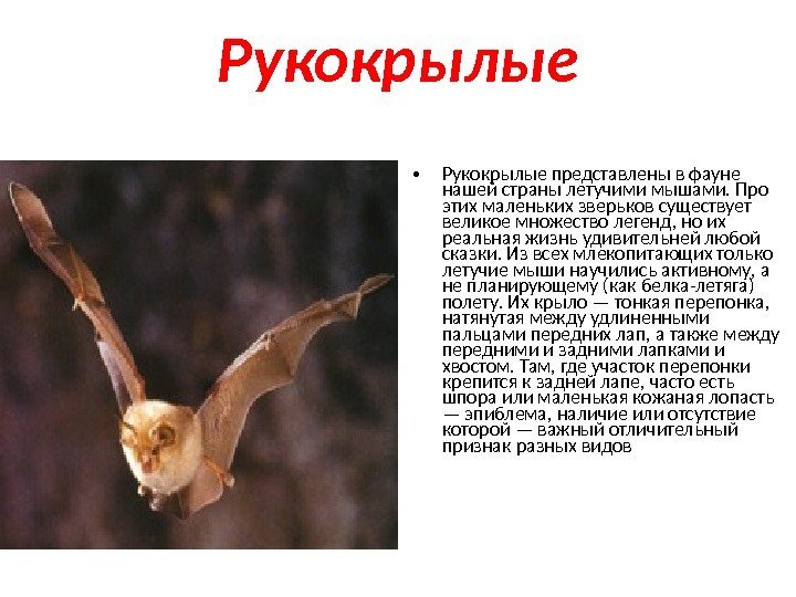 Рукокрылые • Рукокрылые представлены в фауне нашей страны летучими мышами. Про этих маленьких зверьков