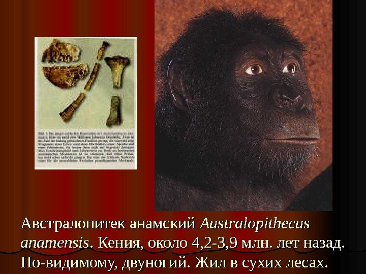 Австралопитек анамский Australopithecus anamensis. .  Кения, около 4, 2 -3, 9 млн. лет