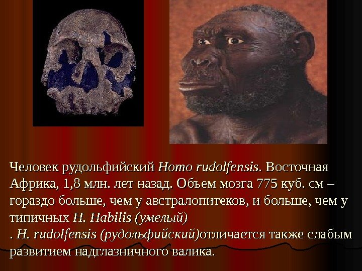 Человек рудольфийский Homo rudolfensis. Восточная Африка,  1, 8 млн. лет назад. Объем мозга