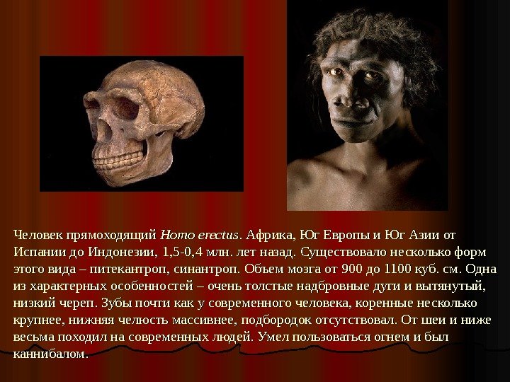 Человек прямоходящий Homo erectus. Африка, Юг Европы и Юг Азии от Испании до Индонезии,