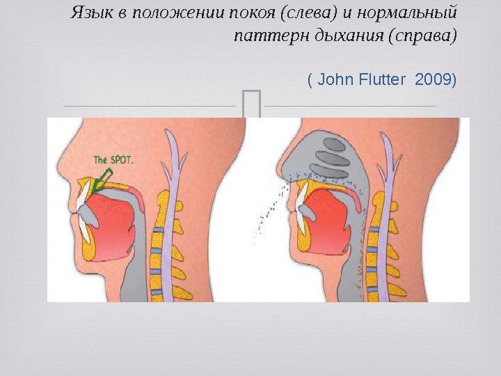 Язык в положении покоя (слева) и нормальный паттерн дыхания (справа)  ( John Flutter