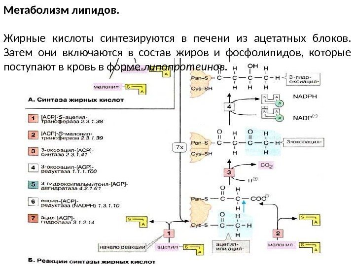 Метаболизм липидов.  Жирные кислоты синтезируются в печени из ацетатных блоков.  Затем они