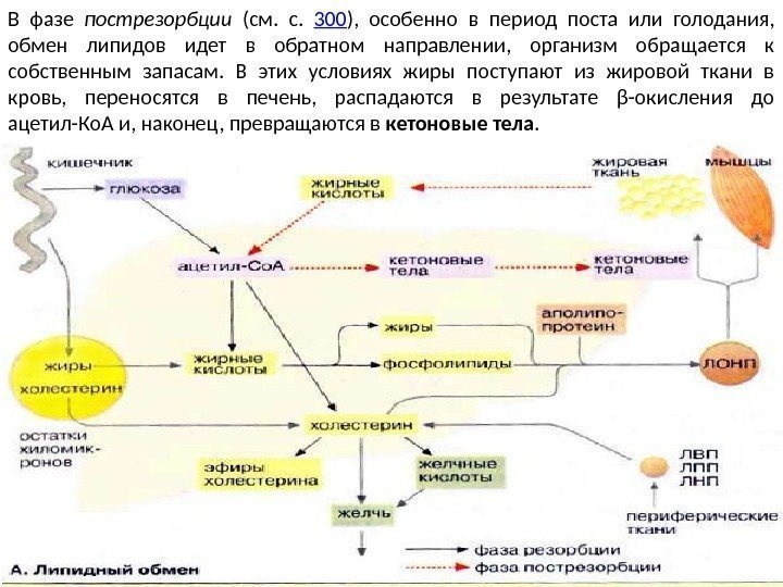 В фазе пострезорбции  (см.  с.  300 ),  особенно в период