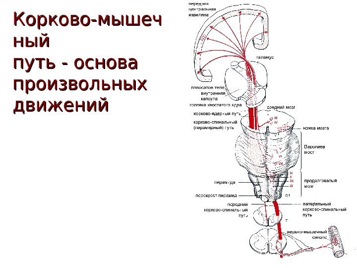 Корково-мышеч ныйный путь - основа произвольных движений 