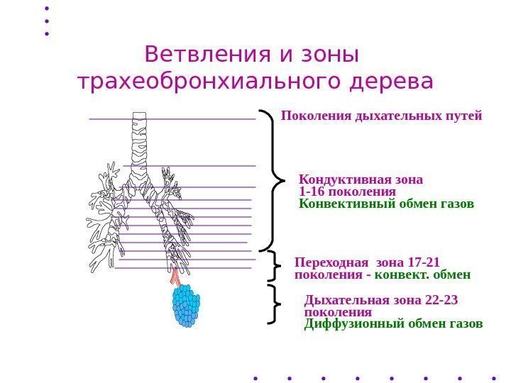 Ветвления и зоны трахеобронхиального дерева Поколения дыхательных путей Кондуктивная зона 1 -16 поколения Конвективный