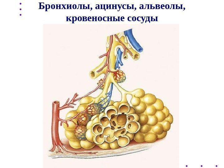 Бронхиолы, ацинусы, альвеолы,  кровеносные сосуды 