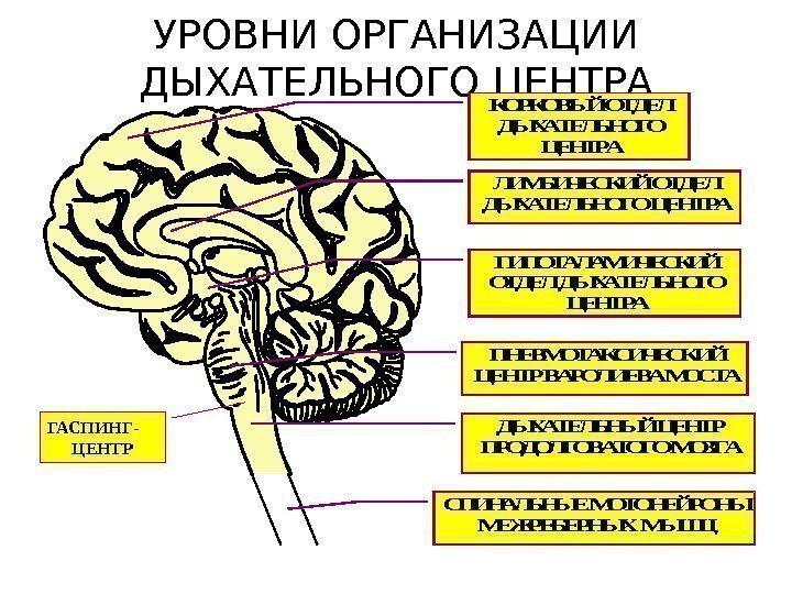 УРОВНИ ОРГАНИЗАЦИИ ДЫХАТЕЛЬНОГО ЦЕНТРАКОРКОВЫЙ ОТДЕЛ ДЫХАТЕЛЬНОГО ЦЕНТРА ЛИМБИЧЕСКИЙ ОТДЕЛ ДЫХАТЕЛЬНОГО ЦЕНТРА ГИПОТАЛАМИЧЕСКИЙ ОТДЕЛ ДЫХАТЕЛЬНОГО