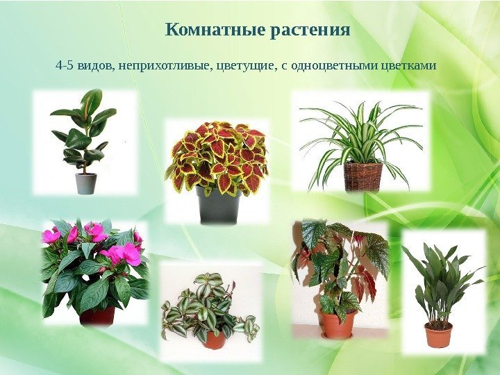 Комнатные растения  4 -5 видов, неприхотливые, цветущие, с одноцветными цветками 