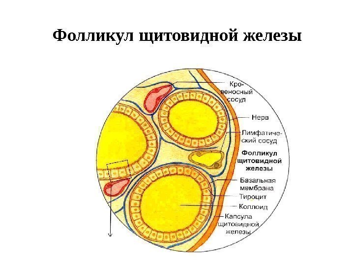 Фолликул щитовидной железы 