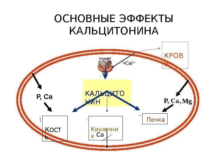 ОСНОВНЫЕ ЭФФЕКТЫ КАЛЬЦИТОНИНА  КАЛЬЦИТО НИН  К ОСТ Ь  Кишечни к 