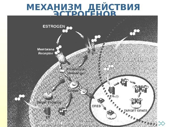 Перейти на первую страницу. МЕХАНИЗМ ДЕЙСТВИЯ  ЭСТРОГЕНОВ 