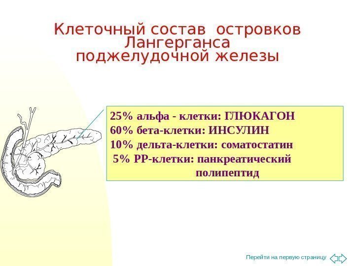 Перейти на первую страницу. Клеточный состав островков Лангерганса поджелудочной железы 25 альфа - клетки: