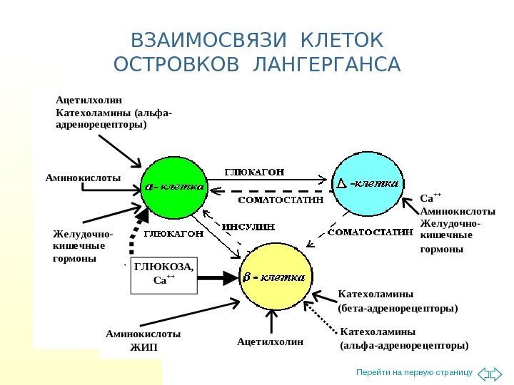 Перейти на первую страницу. ВЗАИМОСВЯЗИ КЛЕТОК ОСТРОВКОВ ЛАНГЕРГАНСА      