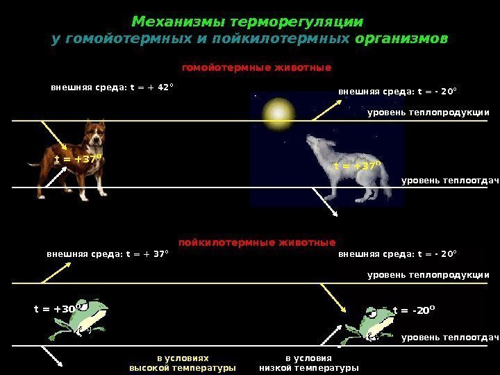 Механизмы терморегуляции у гомойотермных и пойкилотермных организмов гомойотермные животные пойкилотермные животныевнешняя среда:  t