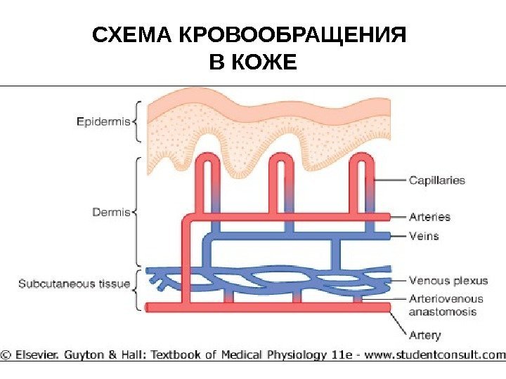 СХЕМА КРОВООБРАЩЕНИЯ В КОЖЕ 