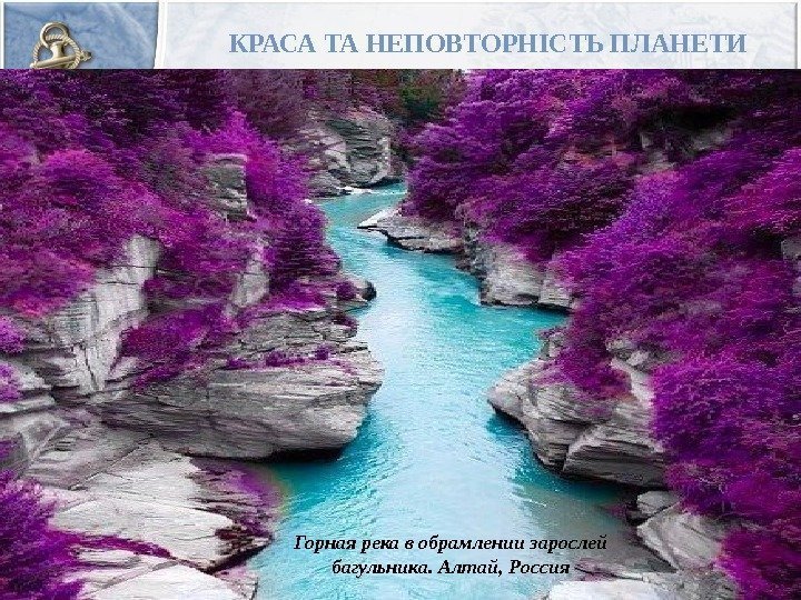 КРАСА ТА НЕПОВТОРНІСТЬ ПЛАНЕТИ Горная река в обрамлении зарослей багульника. Алтай, Россия 