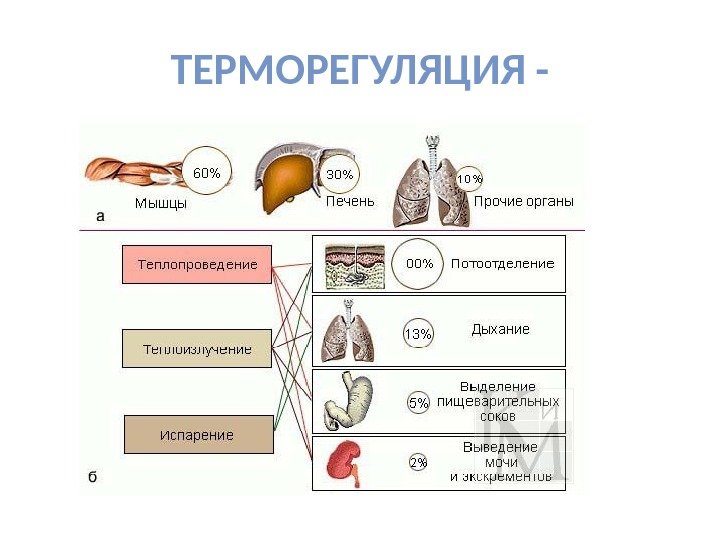 ТЕРМОРЕГУЛЯЦИЯ - 