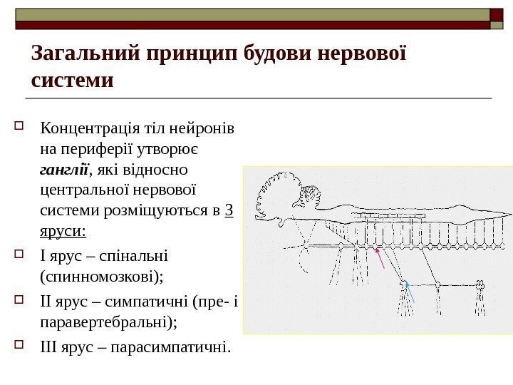 Загальний принцип будови нервової системи Концентрація тіл нейронів на периферії утворює ганглії , які