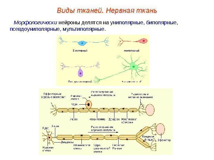 Морфологически нейроны делятся на униполярные, биполярные,  псевдоуниполярные, мультиполярные. Виды тканей. Нервная ткань0102 