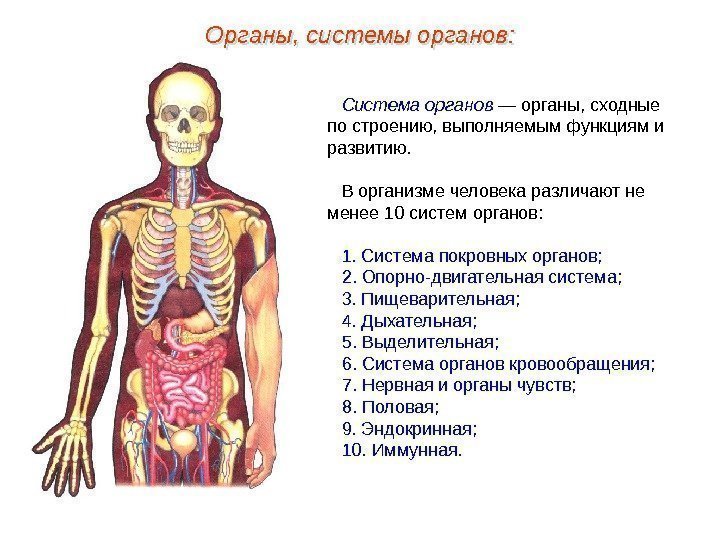 Система органов — органы, сходные по строению, выполняемым функциям и развитию. В организме человека