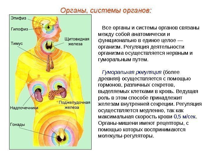 Все органы и системы органов связаны между собой анатомически и функционально в единое целое