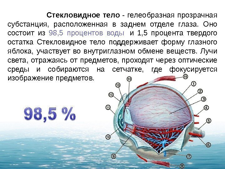     Стекловидное тело - гелеобразная прозрачная субстанция,  расположенная в заднем