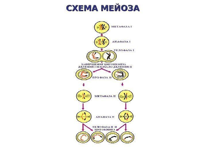 СХЕМА МЕЙОЗА 