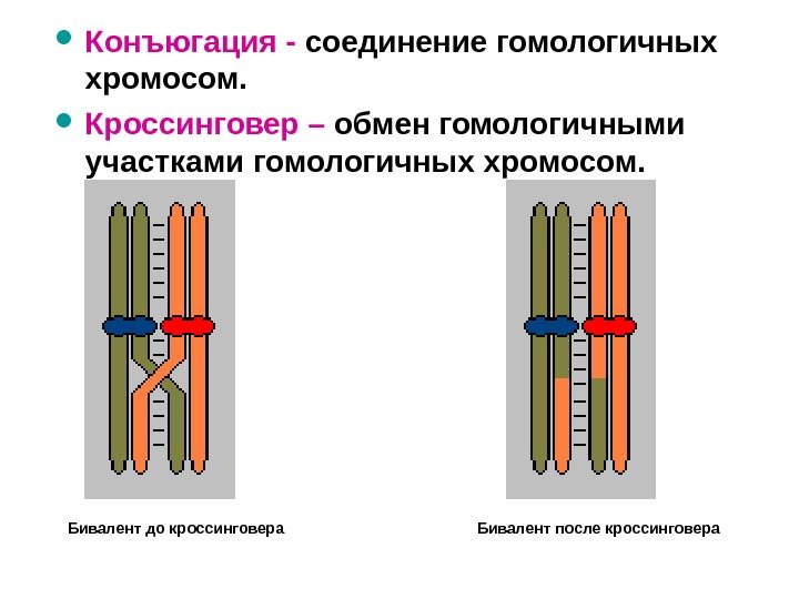  Конъюгация - соединение гомологичных хромосом. Кроссинговер – обмен гомологичными участками гомологичных хромосом. Бивалент