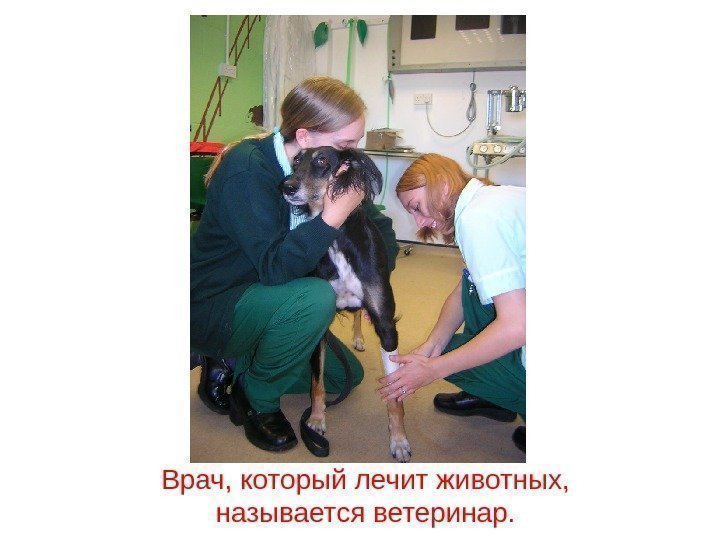 Врач, который лечит животных,  называется ветеринар. 