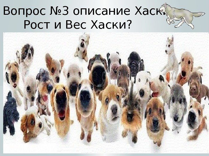  Вопрос № 3 описание Хаски  Рост и Вес Хаски? 